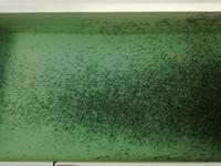 Ausflug in Juneau - Lachsfarm