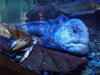 Ausflug in Juneau - Lachsfarm