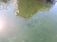 Ausflug in Ketchikan - Stadtbesichtigung - Creek Street