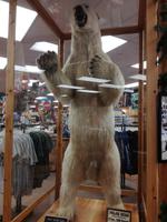 Ausflug in Ketchikan - Stadtbesichtigung