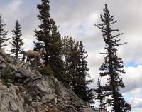 das Krummhornschaf mit Kitz