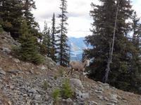 Kitz mit Lake Minnewanka
