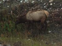 Wapiti