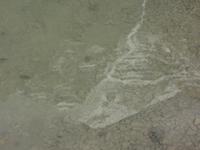 Mount Robson auf dem Grund