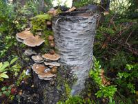 Risotto con funghi ? 