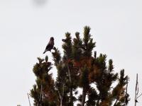 Der Whiskey Jack, ein Heer