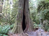 Die Rote Westliche Zeder