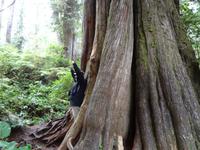 soo gross ist diese Zeder