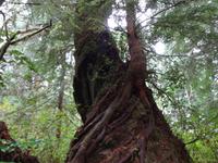 Wanderung auf Maquinna Island