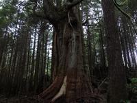 noch ein Urwaldspaziergang zum Strand