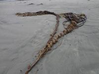 Kelp das Strandgut