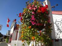 Blumenampel in Chemainus ende September