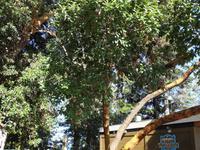 bluehender Arbutus Baum