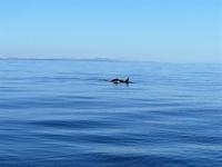 das ist Mike, der Junggeselle