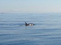 Mike gehoert der K Familie an