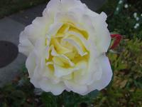 Die gelbe Rose ende September