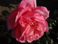 die perfekte rosa Rose