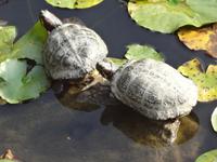 Gemuetlichkeit in der Hektik der Stadt