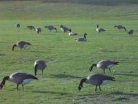 Canada Gaense zu Hause