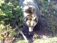 Coola ist gerade aufgewacht