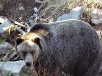 Unser Coola ist so cool