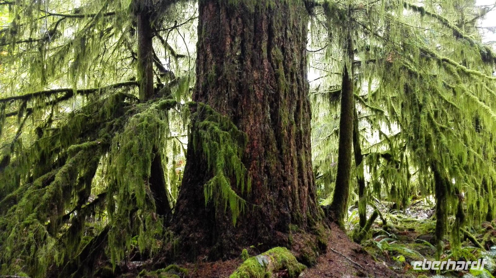 MacMillan Provincial Park - Cathedrale Grove - Vancouver Island