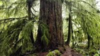 MacMillan Provincial Park - Cathedrale Grove - Vancouver Island