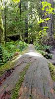 MacMillan Provincial Park - Cathedrale Grove - Vancouver Island