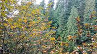 Capilano Suspension Bridge Park