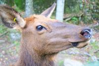 Können wir diesen Augen widerstehen?