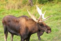 Endlich ein Elch und wir so nah dran!