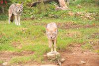 Kojoten im Omega Wildpark