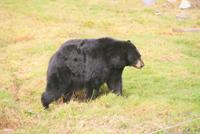 Schwarzbär im Omega Wildpark