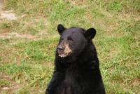 Schwarzbär im Omega Wildpark