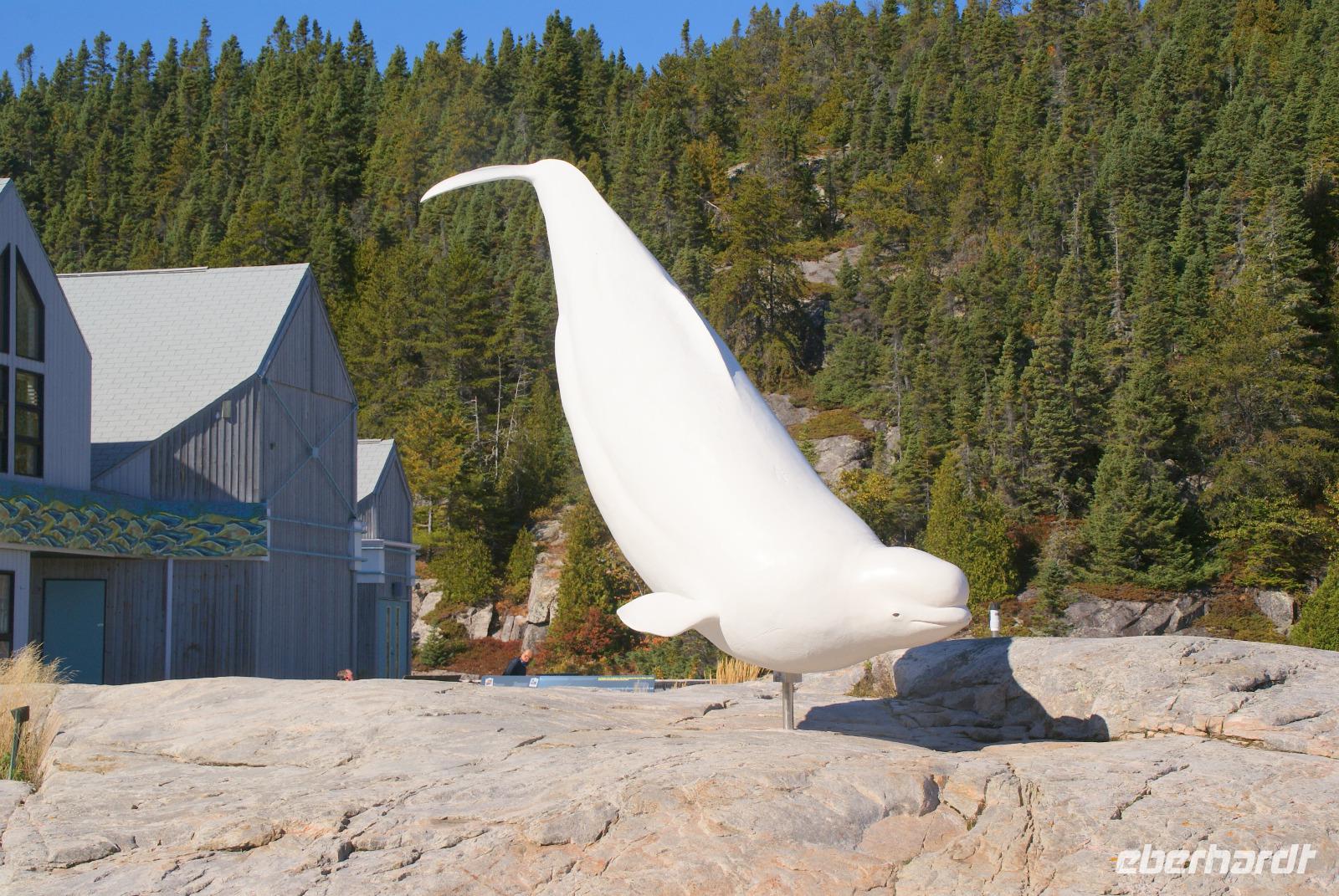 Beluga Wal in Tadoussac