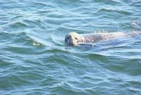 Seehund-einer von vielen, die wir heute zu sehen bekommen!