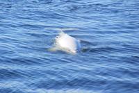 Beluga Wal nah am Boot!