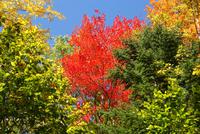 Indian Summer in voller Pracht