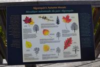 Erklärung der Laubfärbung im Herbst