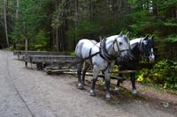 Algonquin Logging Museum Trail