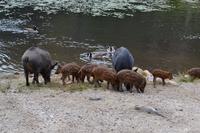 Wildschweine im Parc Oméga