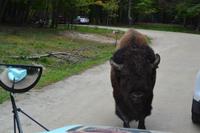 Bison im Parc Oméga