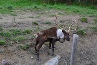 Caribou-Hirsch im Parc Oméga