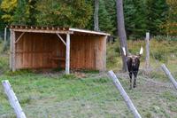 Moose im Parc Oméga