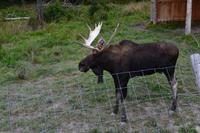 Moose im Parc Oméga