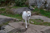 Arctic Wolf im Parc Oméga