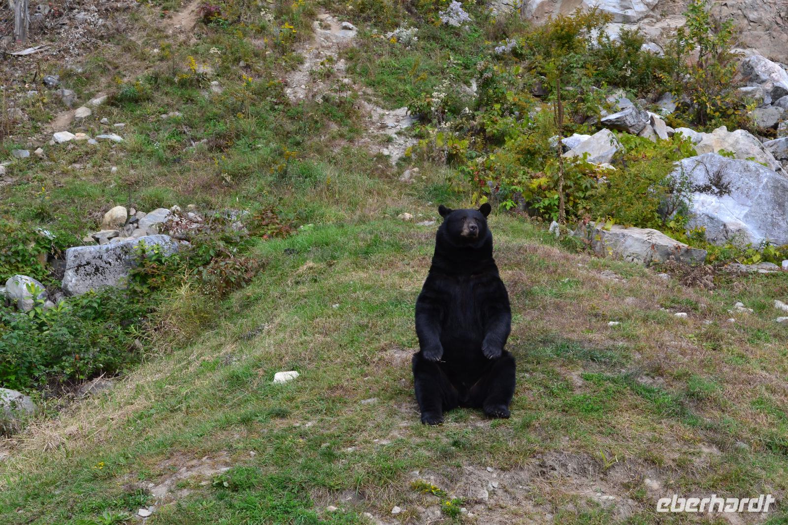 Schwarzbär im Parc Oméga