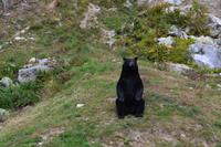 Schwarzbär im Parc Oméga