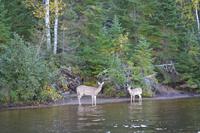 Rehe am Lac Taureau