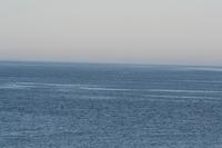 Eine Gruppe Belugas in der Ferne